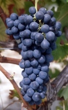Syrah - Rebschule Müller