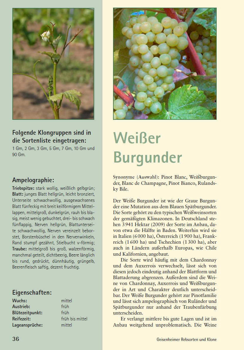 Weissburgunder - Geisenheim