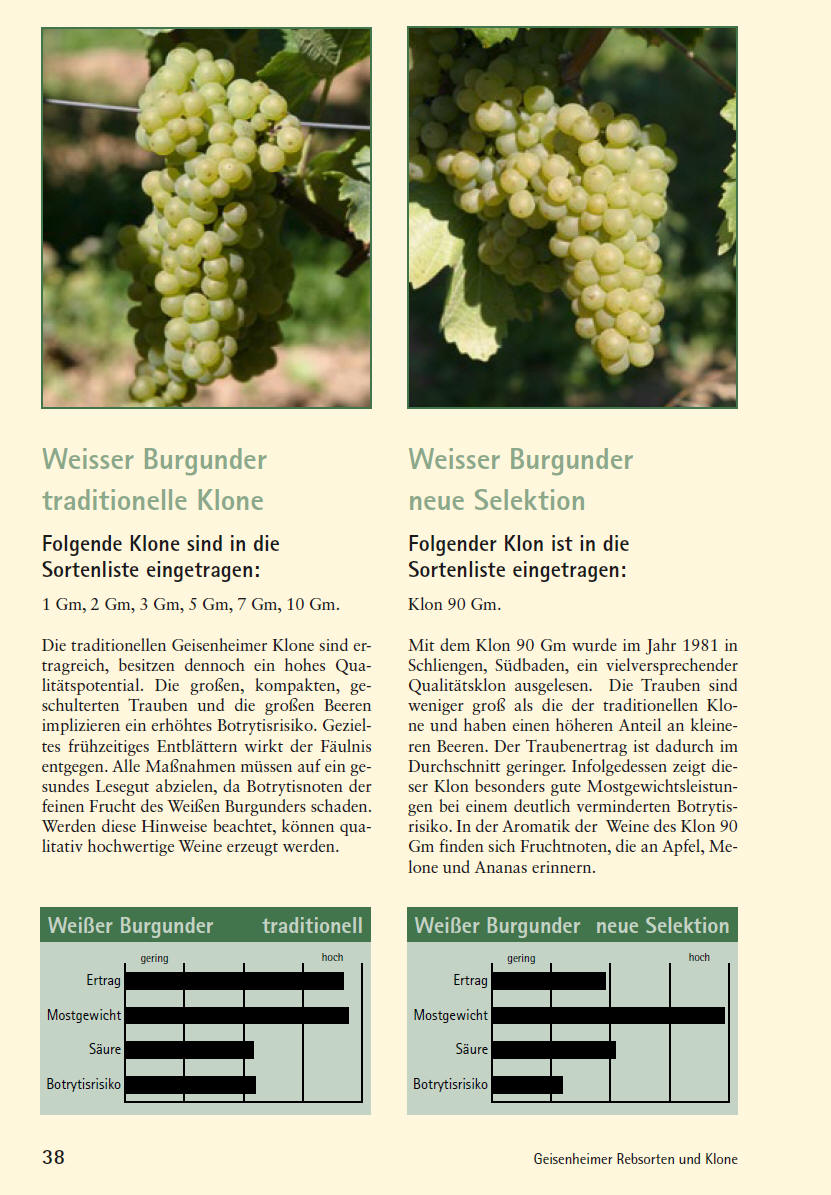 Weissburgunder - Geisenheim