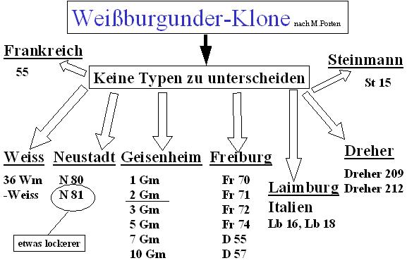 Weissburgunder - Porten